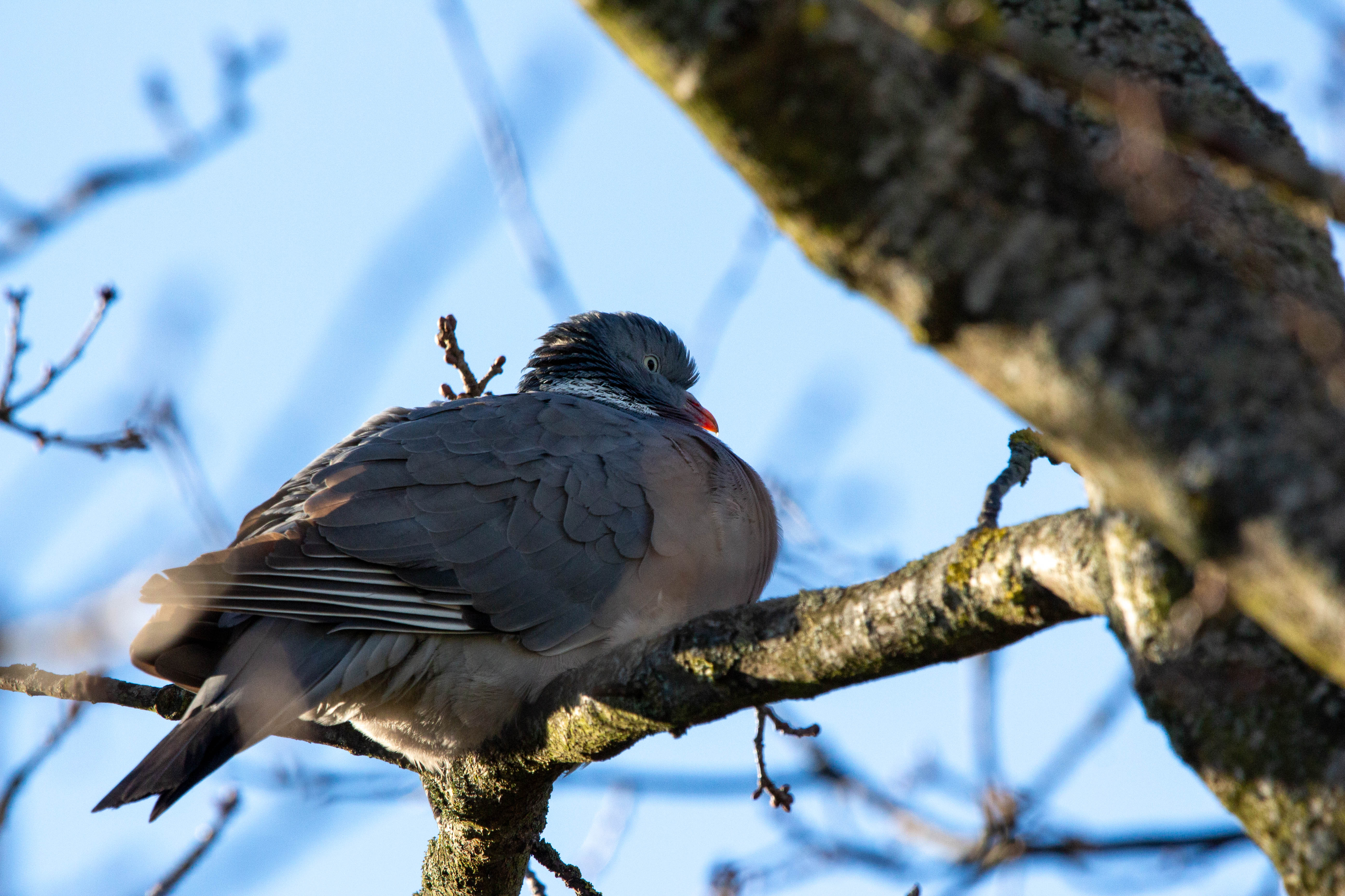 Picture of a pidgeon I took while writing this page